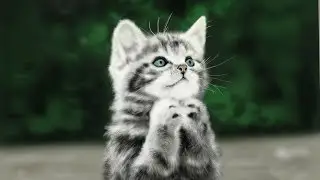 Photoshop drawing process - Kitten / Рисунок в Фотошоп - Котенок