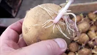 Дела весенние . Посадка картофеля в гребни- под лопату