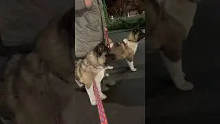 Оникс и Один- щенки американской акиты! Ждут своих родителей❤️
