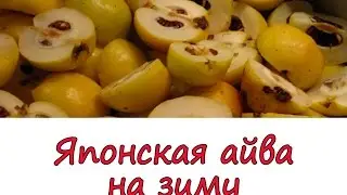 Как закрывать японскую айву на зиму