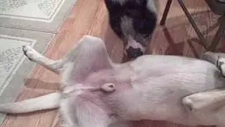 pig licking dog 2