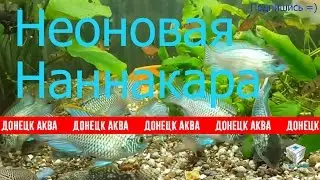 Неоновая наннакара как развести, Nannacara Neon Blue, Aquarium fish, Zierfische, contenuti pesce