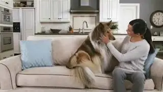 Bissell Pet Hair Eraser | MediaMarkt