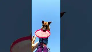 Спортивный Метис Прима - футстолл, на стопах #sportmix #frisbeedog #discdog