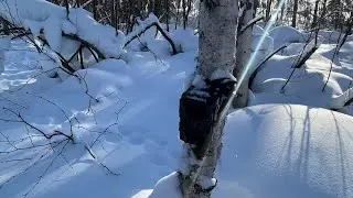 ФотоЛовушка. Камера N2. Март 2024