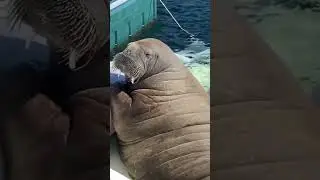 Тюлень облюбовал лодку