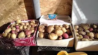 Небывалый  урожай картофеля из подвала . Для чего...???