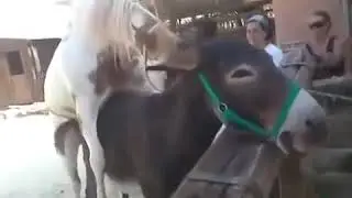 Ат менен эшектин кошулу 2018 🐎🐎🐎