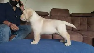 Yellow Labrador female out of champion lineage parents.