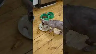 Кошки едят пельмени,сфинкс ест пельмени 