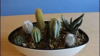 Пересаживаем коллекцию кактусов. Replanting a collection of cacti.