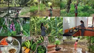 ஒரு மூலிகை தோட்டமா மாத்திட்டாங்க நம்ம வயலை🌱Fresh Vegetables harvesting and cooking lunch menu