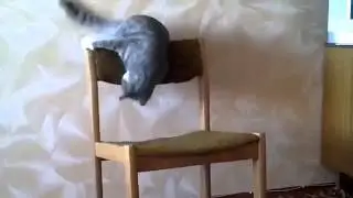 Кот акробат