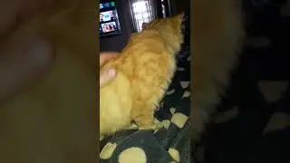 БУДЕМ СПАТЬ))
