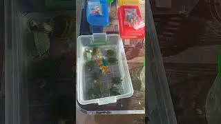 #ЧЕРЕПАХИ КУРОРТА
