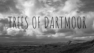 Black and white Landscape Photography, TREES OF DARTMOOR #33