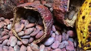 Enigmatic Craftsmanship: Revealing 8 Secrets of Crafting Magical Chocolate