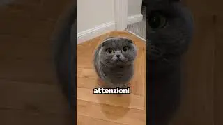 You Didn't Know THIS About Cats!🙀🧠