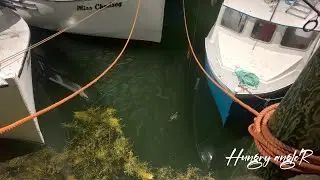 Squid fishing nova scotia pt 2