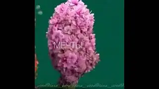 Они идут к Вам. Встречайте.