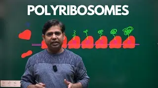 Unraveling the Protein Powerhouse: Polyribosomes Explained #NCERT, #NEET, #cellbiology