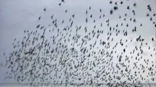 Strictly Starlings - dancing over Brighton Pier