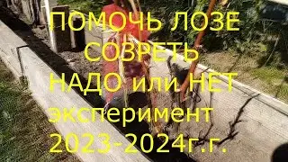 Итог эксперимента 2023 24 Помочь лозе дозреть
