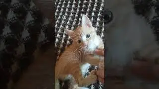 Лися уже такой большой🥰 #котенок #cat #kitten #catlover #kitty #природа #лис #nature #shorts