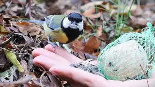 Handfeeding two great tits in a row 4K