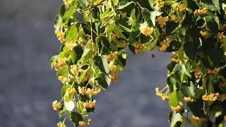 Žydi liepos | Linden blooms