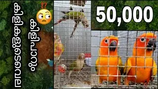 50,000 രൂപയുടെ SUNCONURE💵 🙀.. ഇനി സംസാരം കിളികളോട് 🧐. A Day With Our Pets@fishingfreaks #sunconure