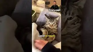 Муж с котом устроили спа!
