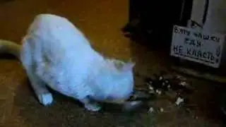 drunk cat