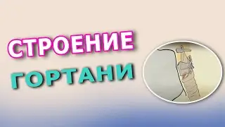 Строение гортани