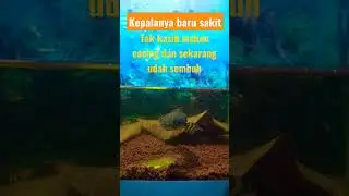 Baru sembuh dari sakitnya, udah gondrong belum ni suhu?