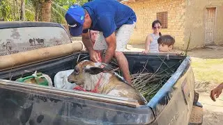 PARA SALVAR A VIDA DA NOSSA BEZERRA TIVEMOS QUE MANDAR ELA EMBORA
