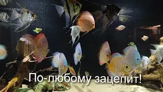 вот так и живем.