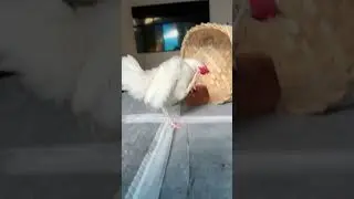 Train your Rooster to be your alarm clock #bantamchickens