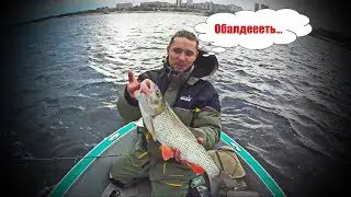 Ловим огромных голавлей. Никогда таких не видал. Рыбалка в Волгограде.