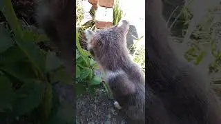 ✔Кот😺 вегетарианец☘ ❓ #shorts✔