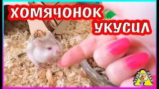 ХОМЯК сам просится НА РУКИ / Как приручить хомяка / Алиса Изи Петс / Alisa Easy Pets