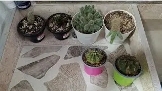 Actualización de las plantas que le han acompañado este 2024