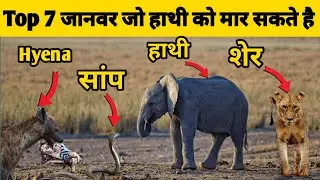 Animals Who Can Kill An Elephant | Elephant vs Lion | Elephant vs Tiger | Elephant vs Crocodile