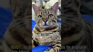 A question for you! #cat #cats #meow #capcut  #funny #question #confused #answer #hi #cute #shorts