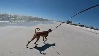 ibizan hound beach day