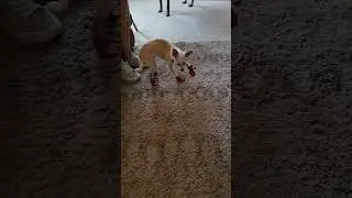 Lil Dog Walking In Shoes (So Hilarious)! 