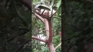 Little pussy cat doing gymnastic.