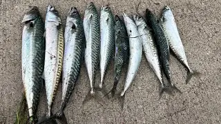 Uskumru Zamanı!Çapari Takım İle Uskumru Avı
