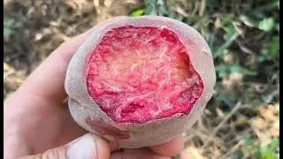 Новинка! Червоном'ясий персик Пеше де Вінья. Peach Peshe de Vinya. Цікавий вигляд і смак