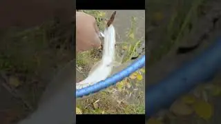 Лови на эту блесну.